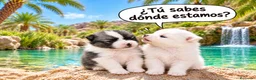 Pomerania perros en venta: CAMADA POMERANIAS CHIQUITINES  - Anuncio 5