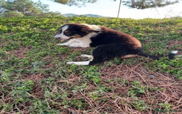 Pastor Australiano perros en venta: PASTOR AUSTRALIANO  - Imagen 3