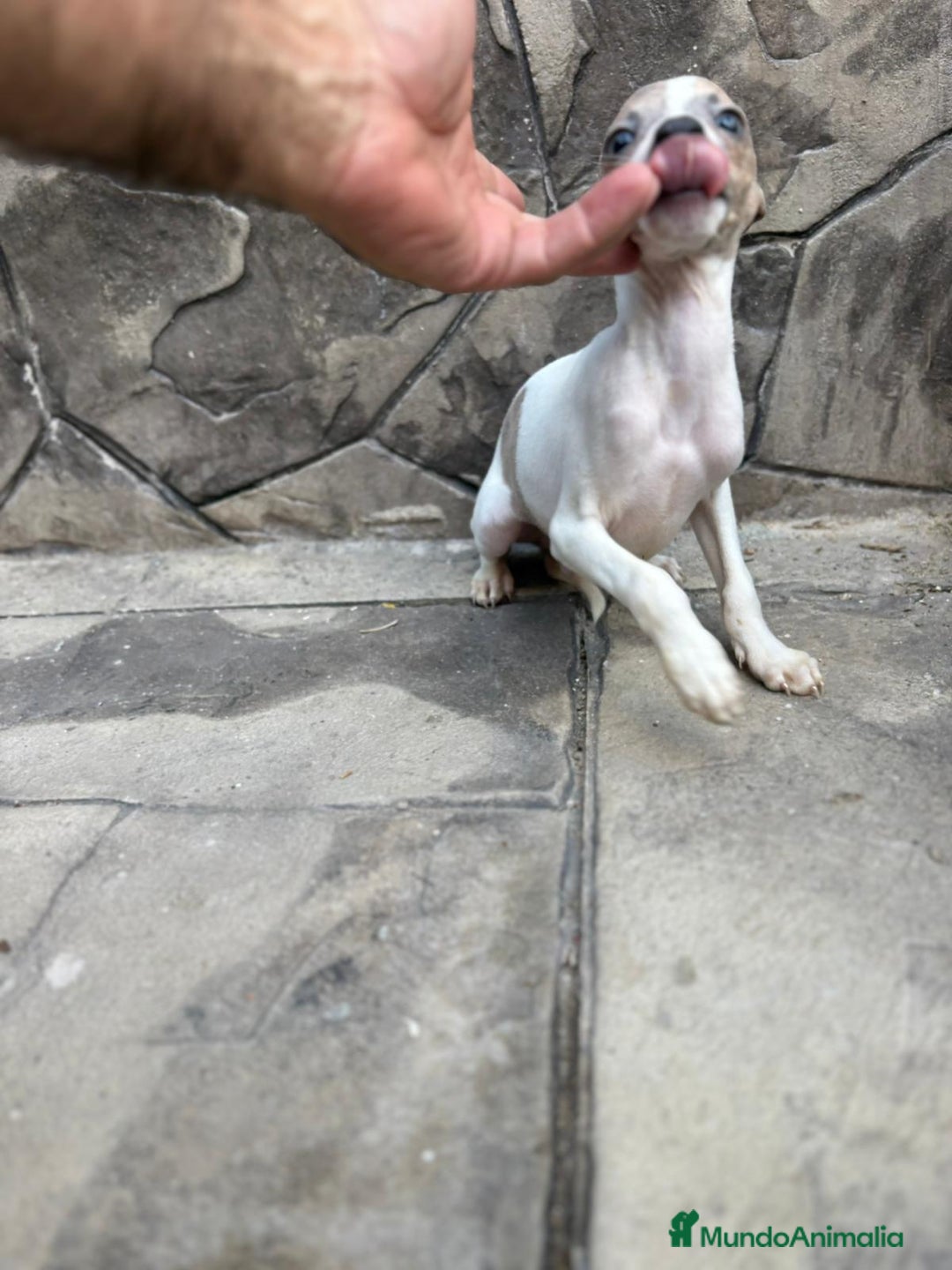 Whippet perros en venta: Whippet  - Imagen 23