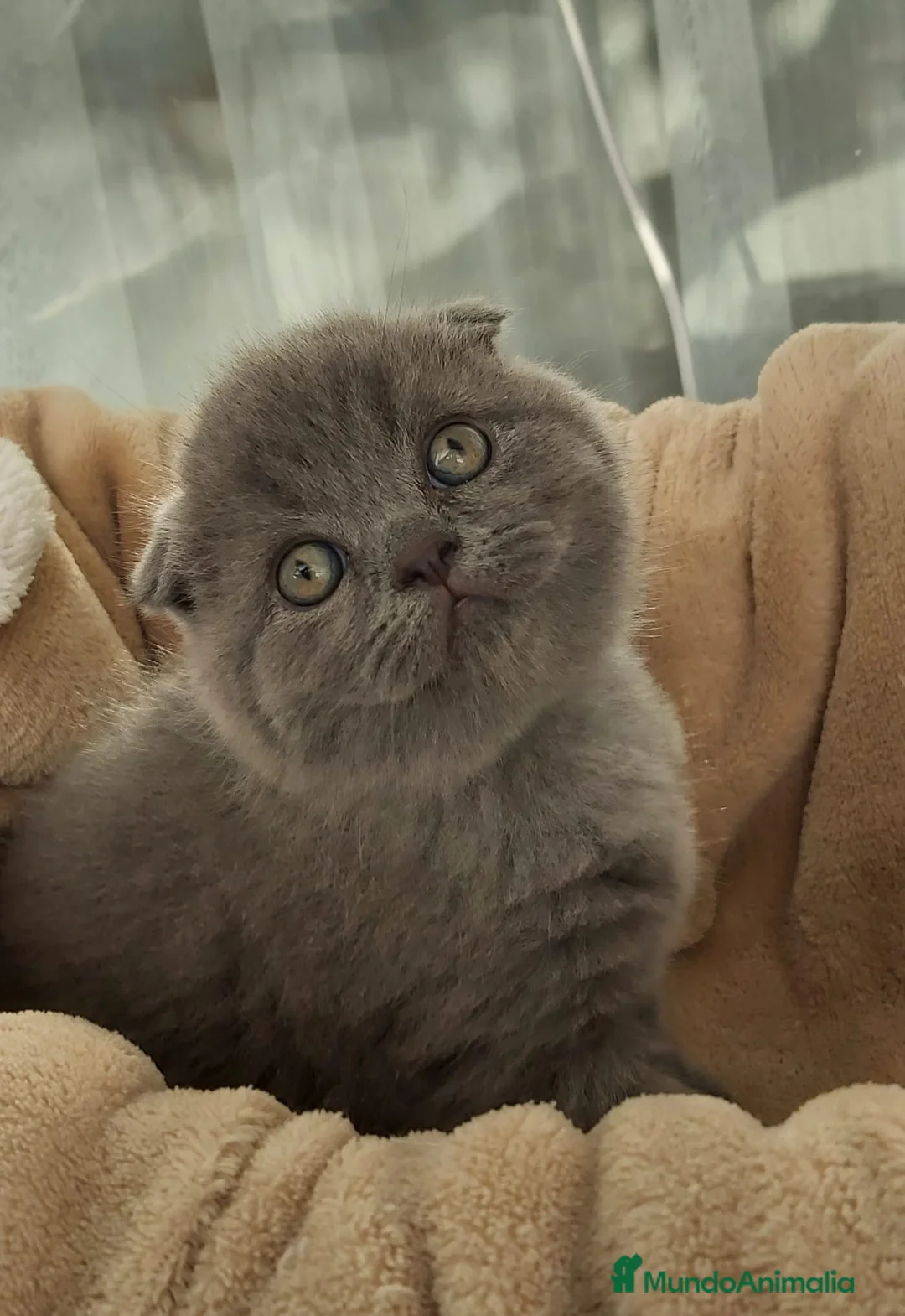 Scottish Fold gatos en venta: Scottish fold  - Anuncio 3
