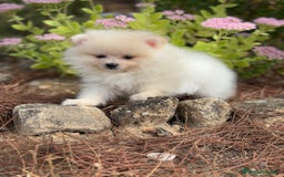 Pomerania perros en venta: Pomerania macho  - Imagen 2
