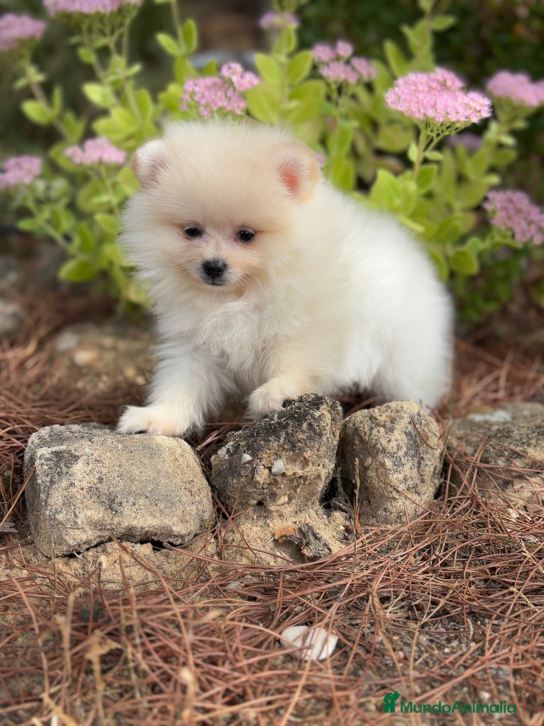 Pomerania perros en venta: Pomerania macho  - Imagen 2