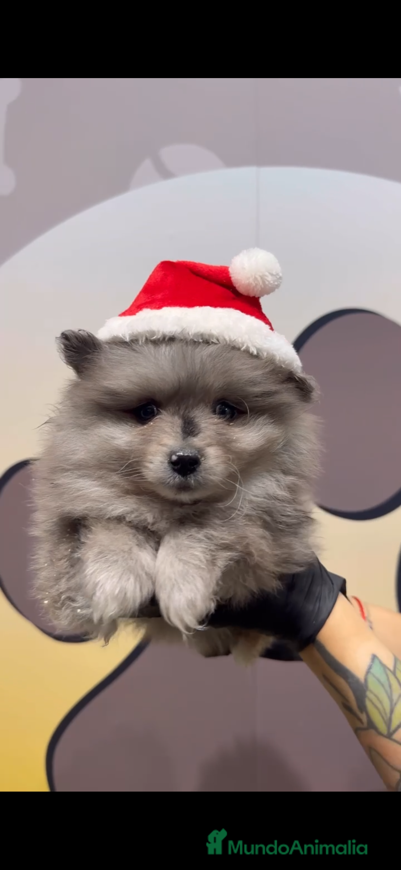 Pomerania perros Disponibles 3 cachorros pomerania merle - Anuncio 2