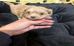 Maltipoo perros en venta: EJEMPLARES DE MALTIPOO  - Anuncio 2