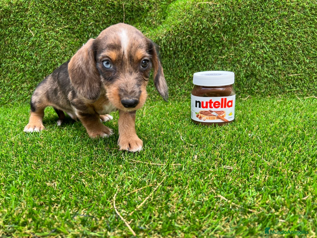 Teckel Miniatura perros en venta: Teckel MADRID  en Ciudad Real - Anuncio 4