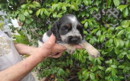 Cocker Spaniel Inglés perros en venta: Cocker spaniel ingles  - Imagen 5