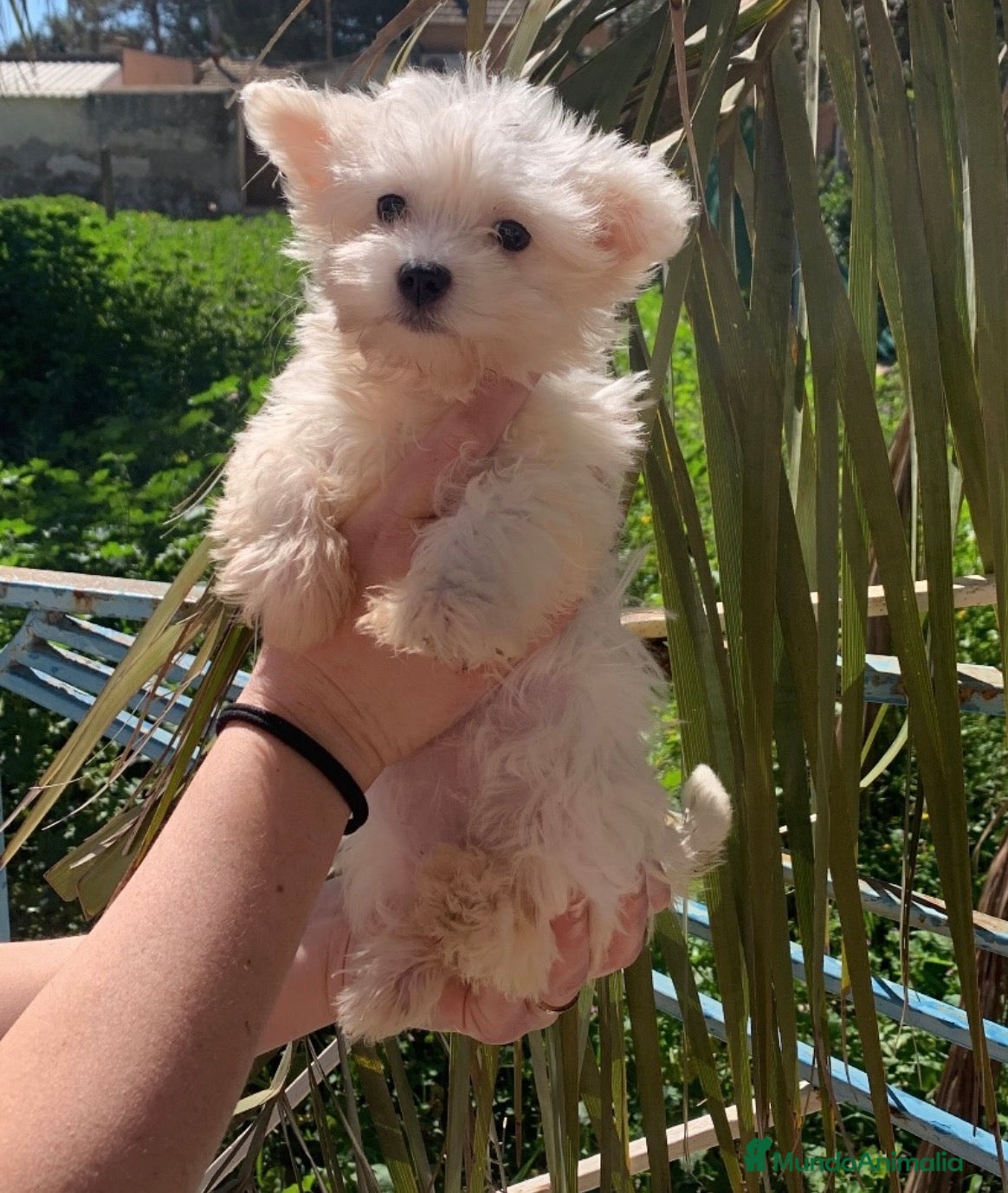 Bichón Maltés perros BICHON MALTES - Anuncio 1