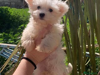 Bichón Maltés perros BICHON MALTES - Anuncio 6