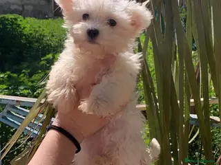 Bichón Maltés perros BICHON MALTES - Anuncio 14