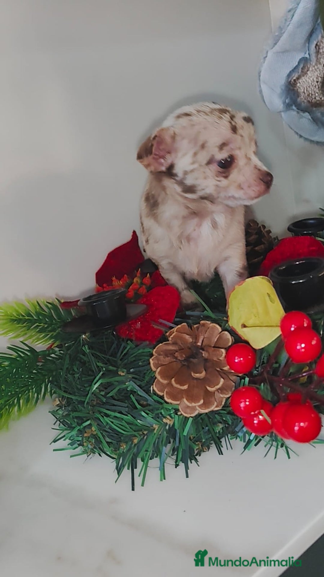 Chihuahua perros en venta: Hembra de chihuahua merle  - Anuncio 2