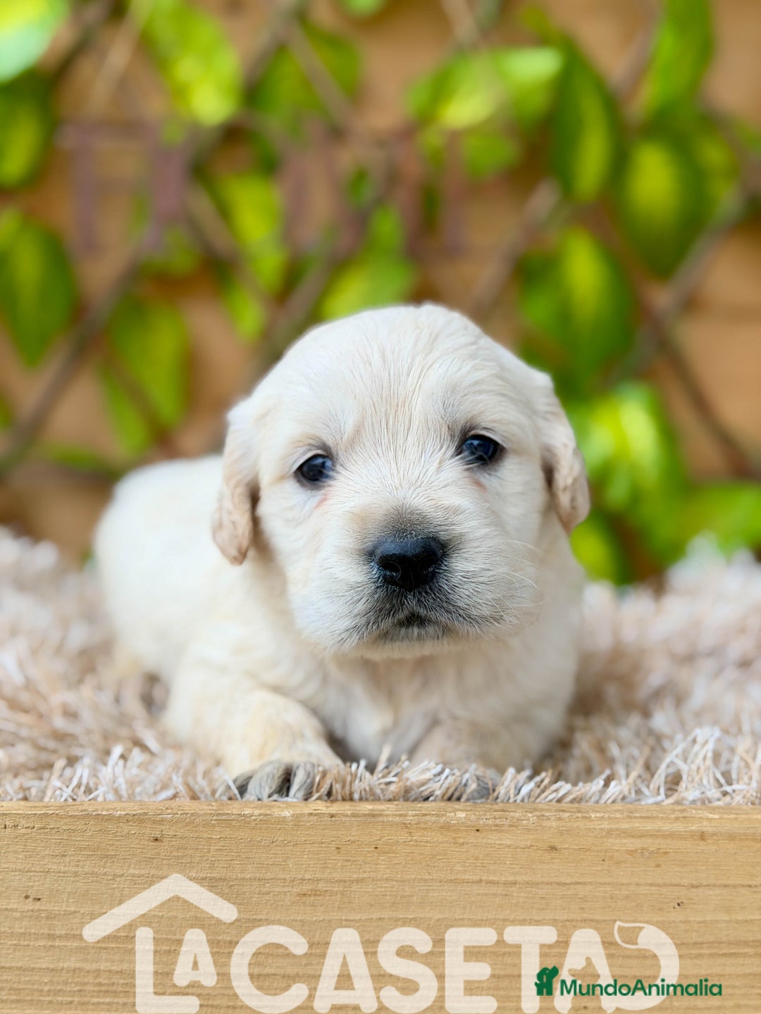 Golden Retriever perros en venta: Camada de Sonia  - Imagen 3