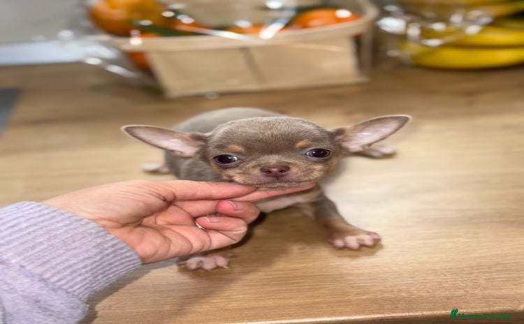 Chihuahua perros Cachorros chihuahua macho  - Anuncio 1