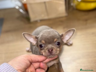 Chihuahua perros Cachorros chihuahua macho - Anuncio 1