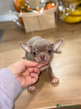 Chihuahua perros Cachorros chihuahua macho - Anuncio 6