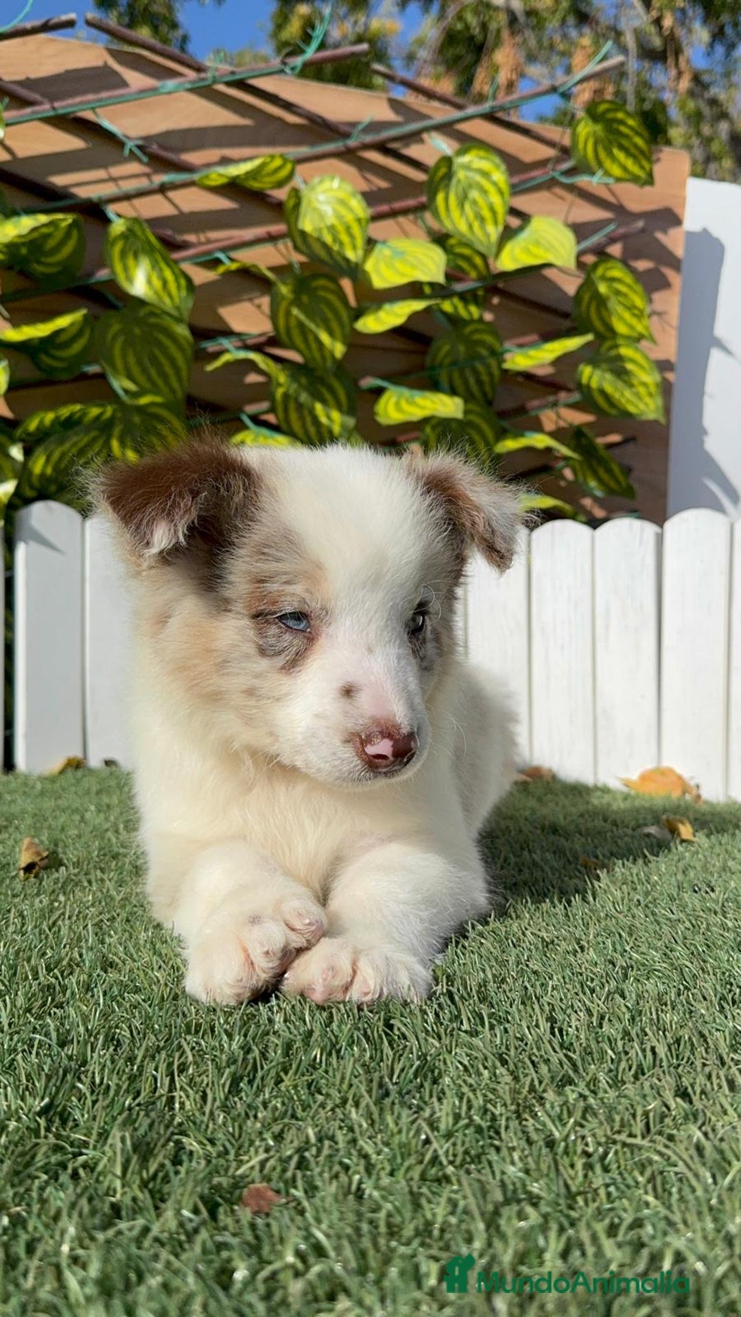 Border Collie perros en venta: BORDER COLLIE - Anuncio 19
