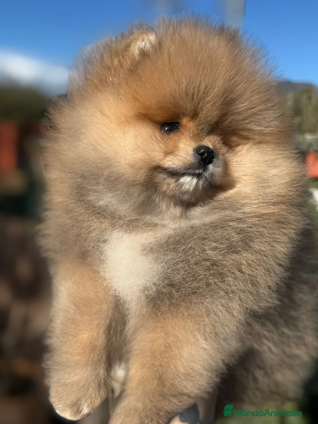 Pomerania perros en venta: POMERANIA BEBE MAXIMA CALIDAD en Málaga - Anuncio 3