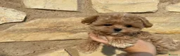 Maltipoo perros en venta: Maltipoo tacita de té Macho  - Anuncio 3