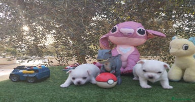 Chihuahua perros - Anuncio 15