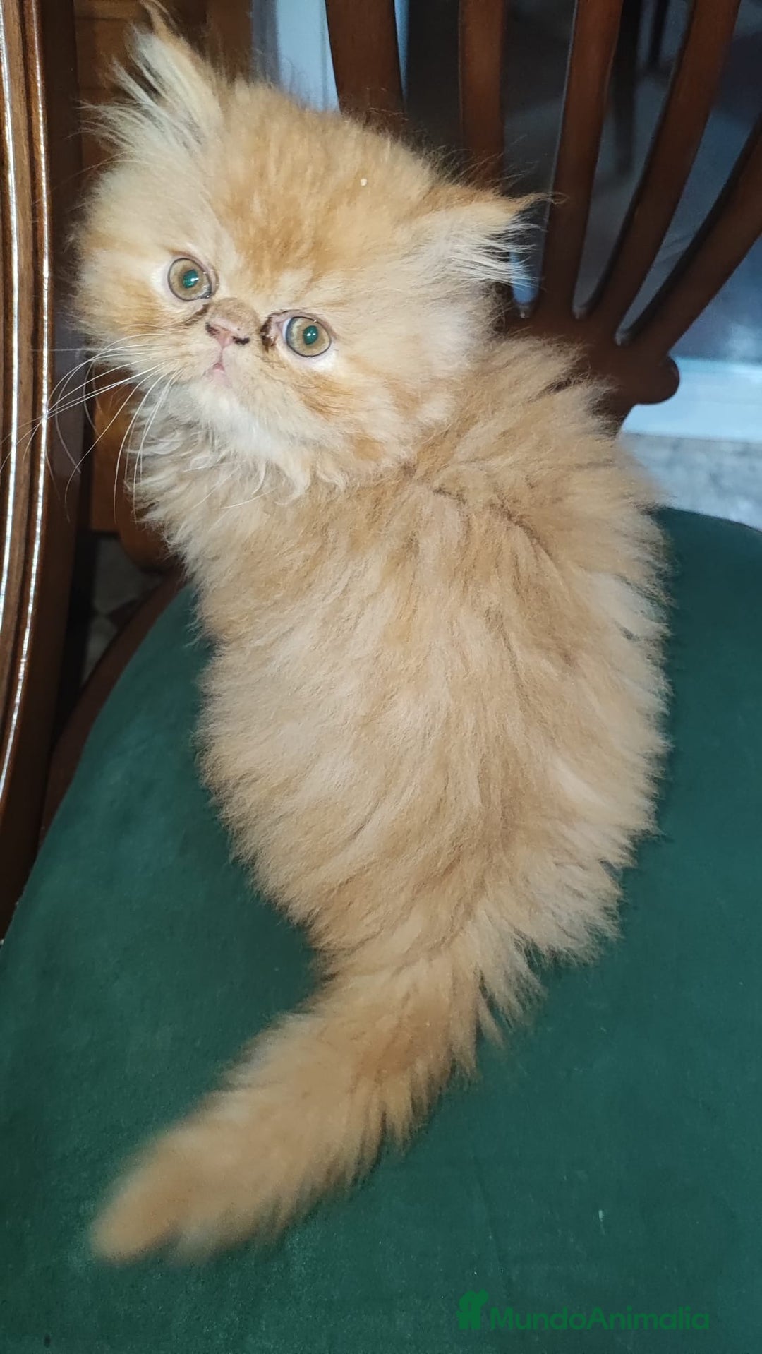 Persa gatos en venta: Gatitos persas americanos - Anuncio 2