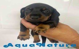 Teckel Miniatura perros en venta: Teckel Macho de Tita Junior y Tilo AQUANATURA - Imagen 2