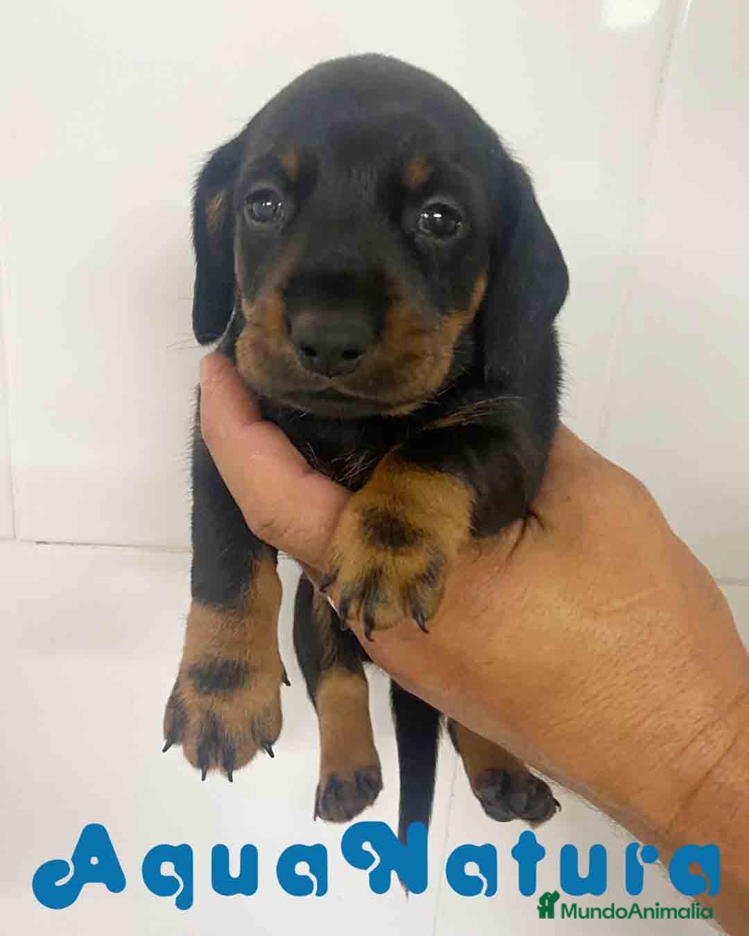 Teckel Miniatura perros en venta: Teckel Macho de Tita Junior y Tilo AQUANATURA - Imagen 2