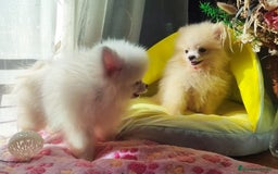 Pomerania perros en venta: Pomerania  - Imagen 4