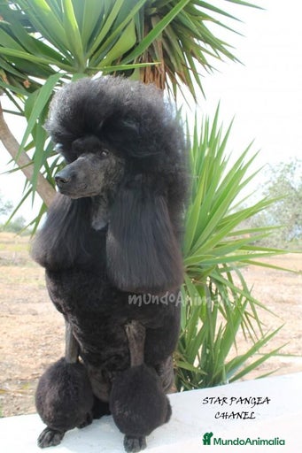 Imagen de galería {{count}}