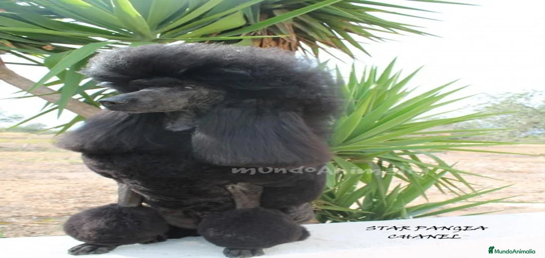 Imagen de galería {{count}}