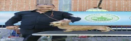 Teckel Miniatura perros en venta: TECKEL KANINCHEN DE PELO DURO Y MINIATURA  - Anuncio 6