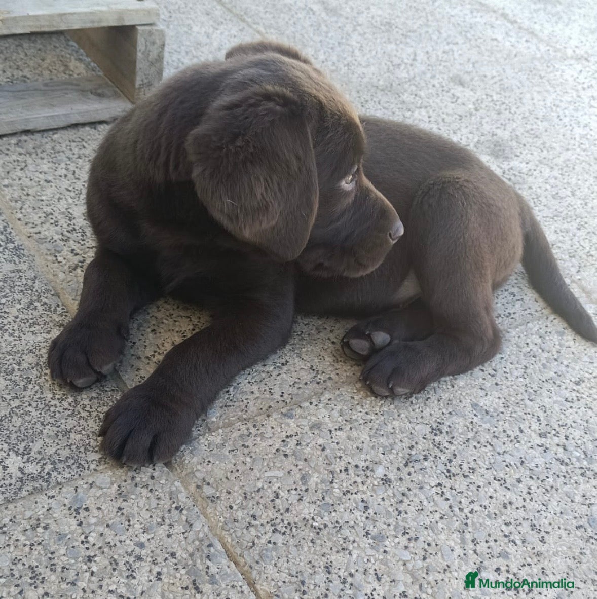 Labrador Retriever perros espectacular macho labrador chocolate 🩵🐾🐶 - Anuncio 2