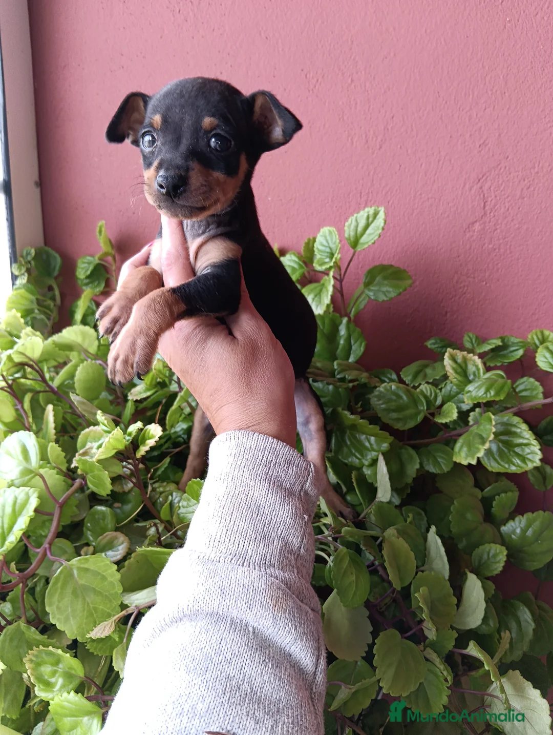 Pinscher Miniatura perros en venta: Pincher miniatura - Anuncio 2