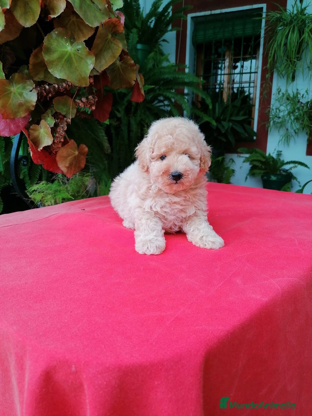 Caniche Toy perros en venta: Caniche toy apricot, calidad - Imagen 2