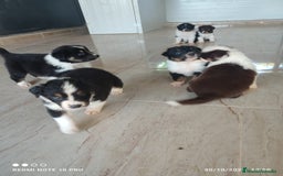 Pastor Australiano perros en venta: PASTOR AUSTRALIANO  - Imagen 2