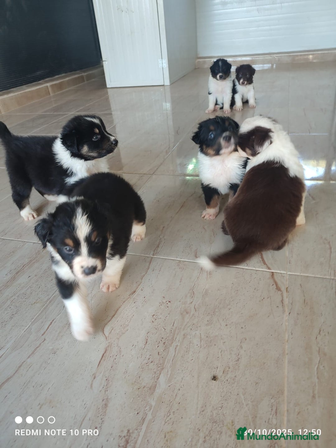 Pastor Australiano perros en venta: PASTOR AUSTRALIANO  - Imagen 2