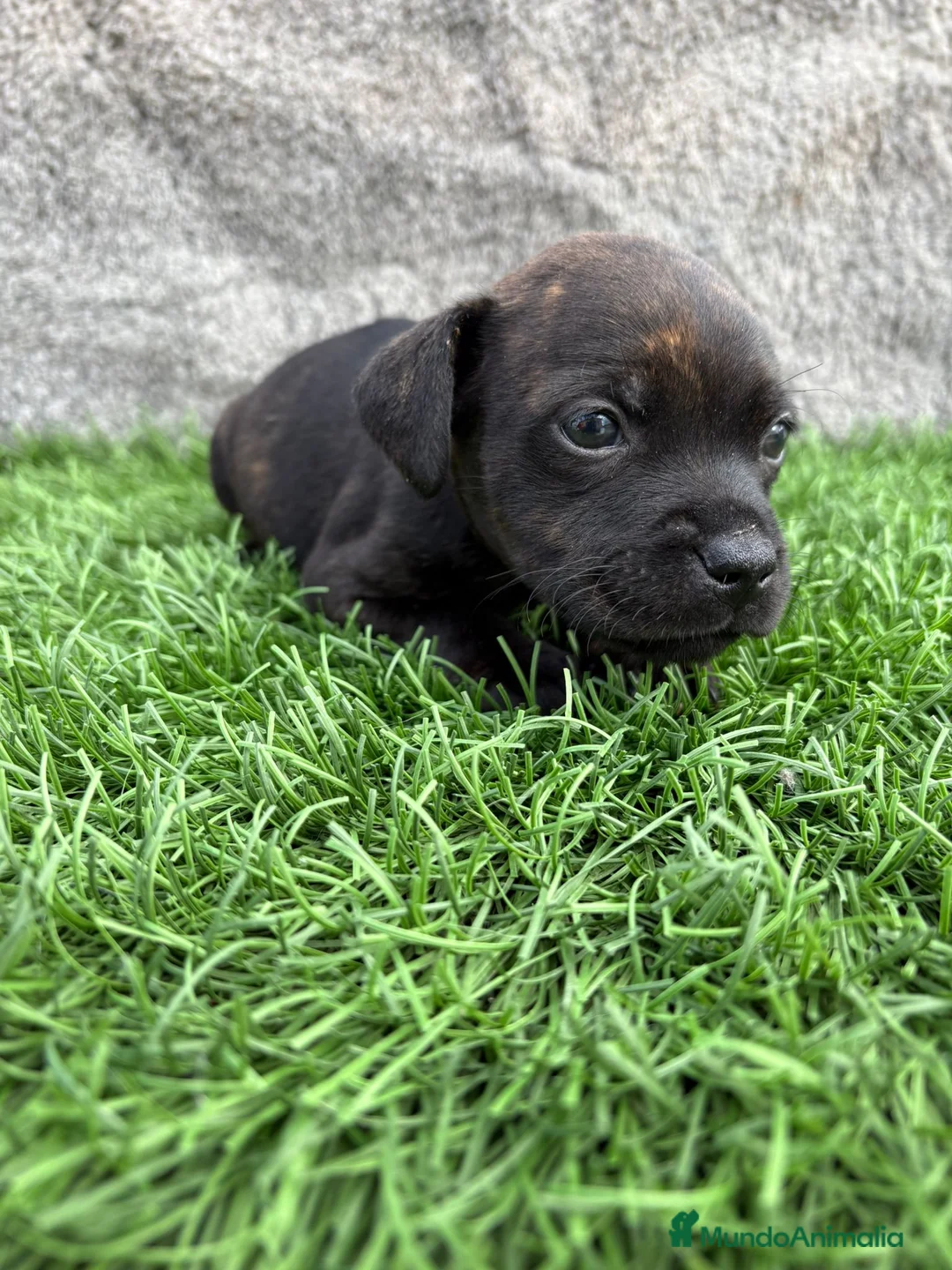 Staffordshire Bull Terrier perros en venta: Cachorro macho de Staffordsshire Bull Terrier  - Anuncio 5