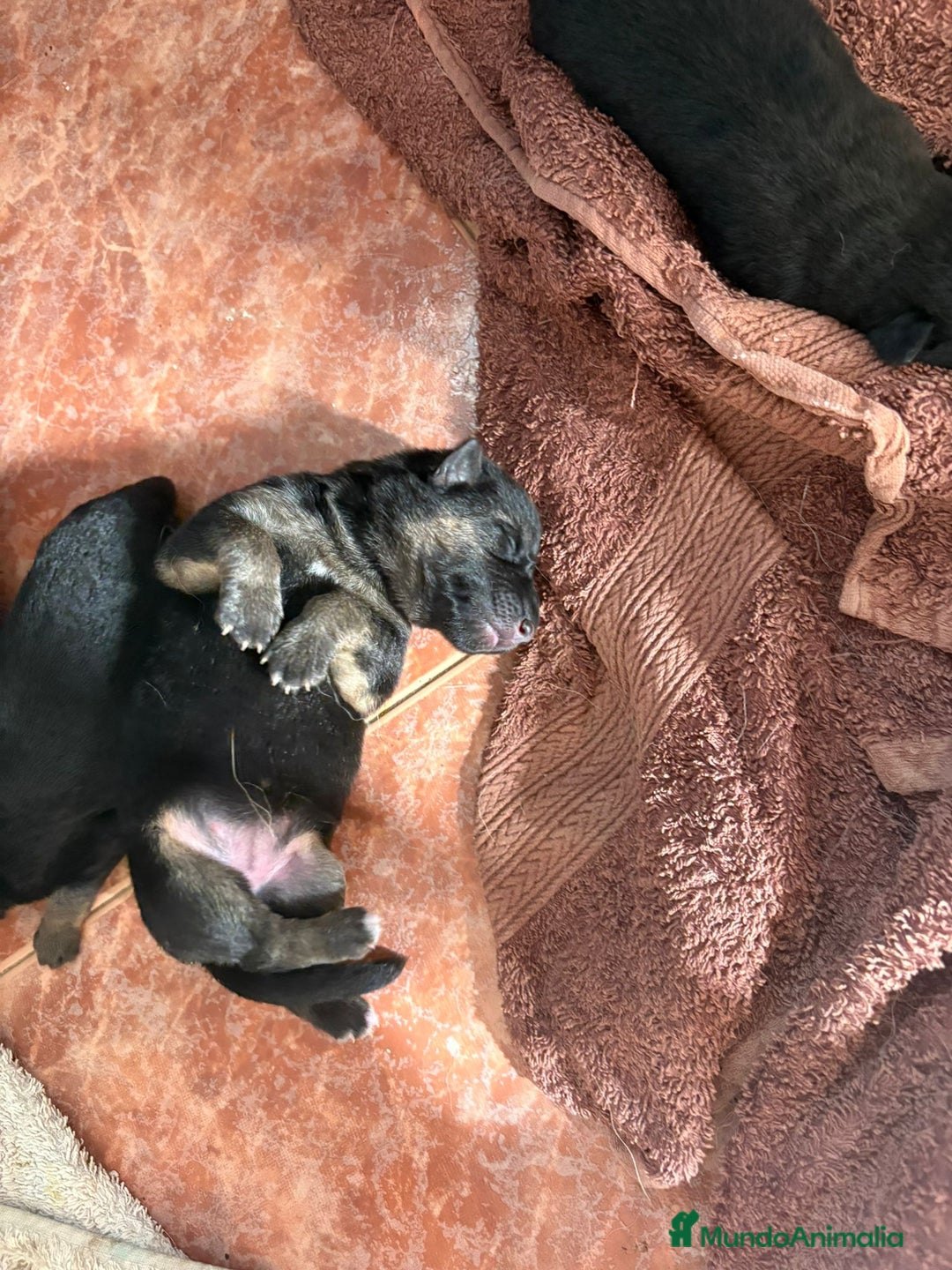 Pastor Alemán perros en venta: Criadero Canino Fincas Abuelo Yoyo en Las Palmas - Imagen 7