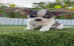 Chihuahua perros en venta: CHIHUAHUA MACHO DISPONIBLE - Imagen 2