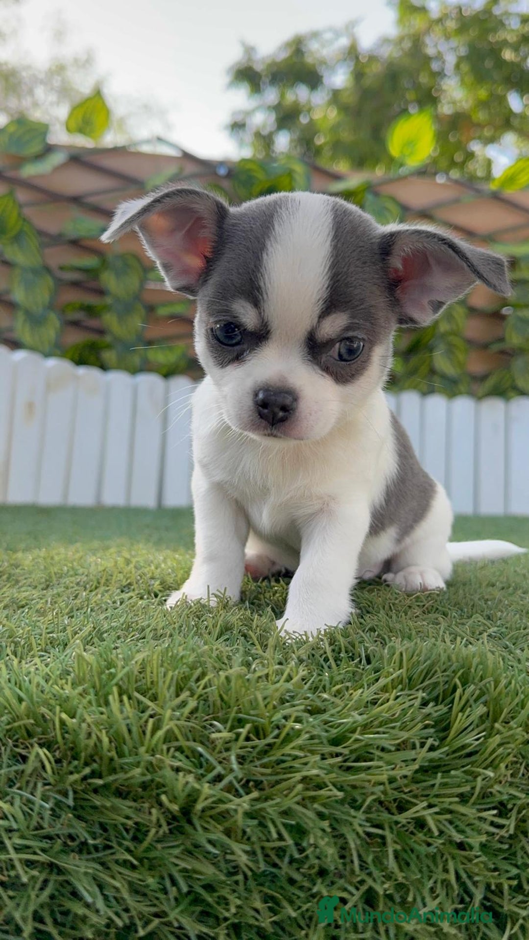 Chihuahua perros en venta: CHIHUAHUA MACHO DISPONIBLE - Imagen 2