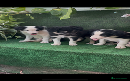 Border Collie perros en venta: Border Collie De Villa Biznaga - Imagen 12