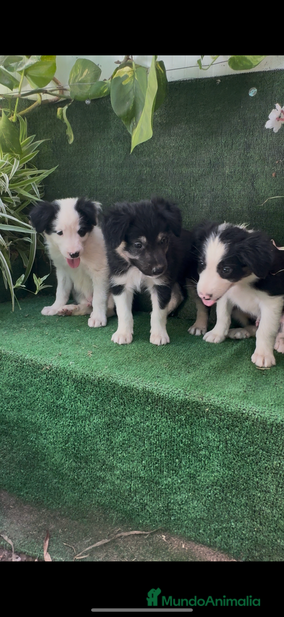 Border Collie perros en venta: Border Collie De Villa Biznaga - Imagen 12