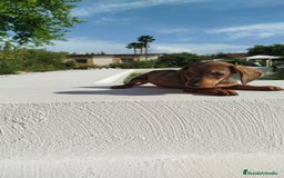 Teckel Miniatura perros en venta: Teckel mini  - Imagen 3