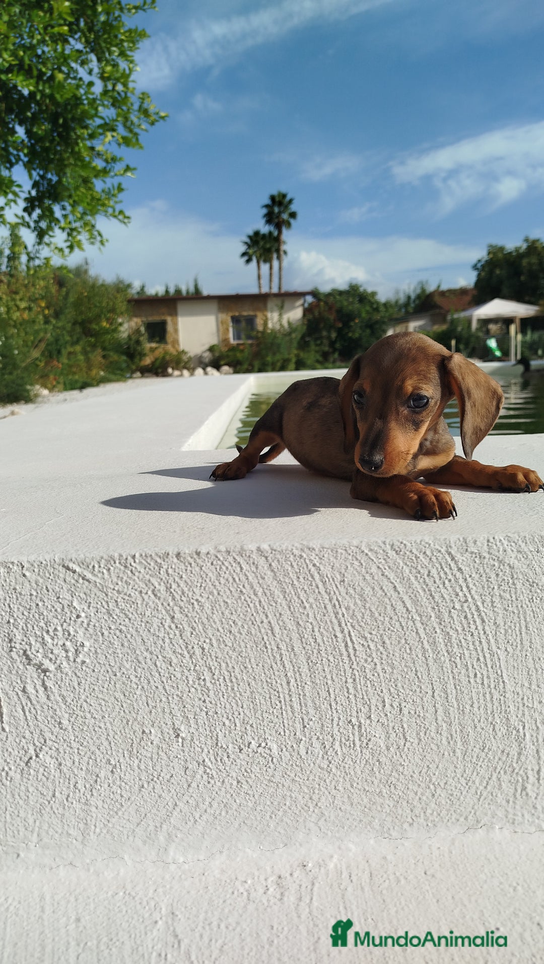 Teckel Miniatura perros en venta: Teckel mini  - Imagen 3