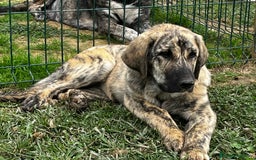 Mastín Español perros en venta: Mastín Español Tradicional Ganadero - Imagen 1