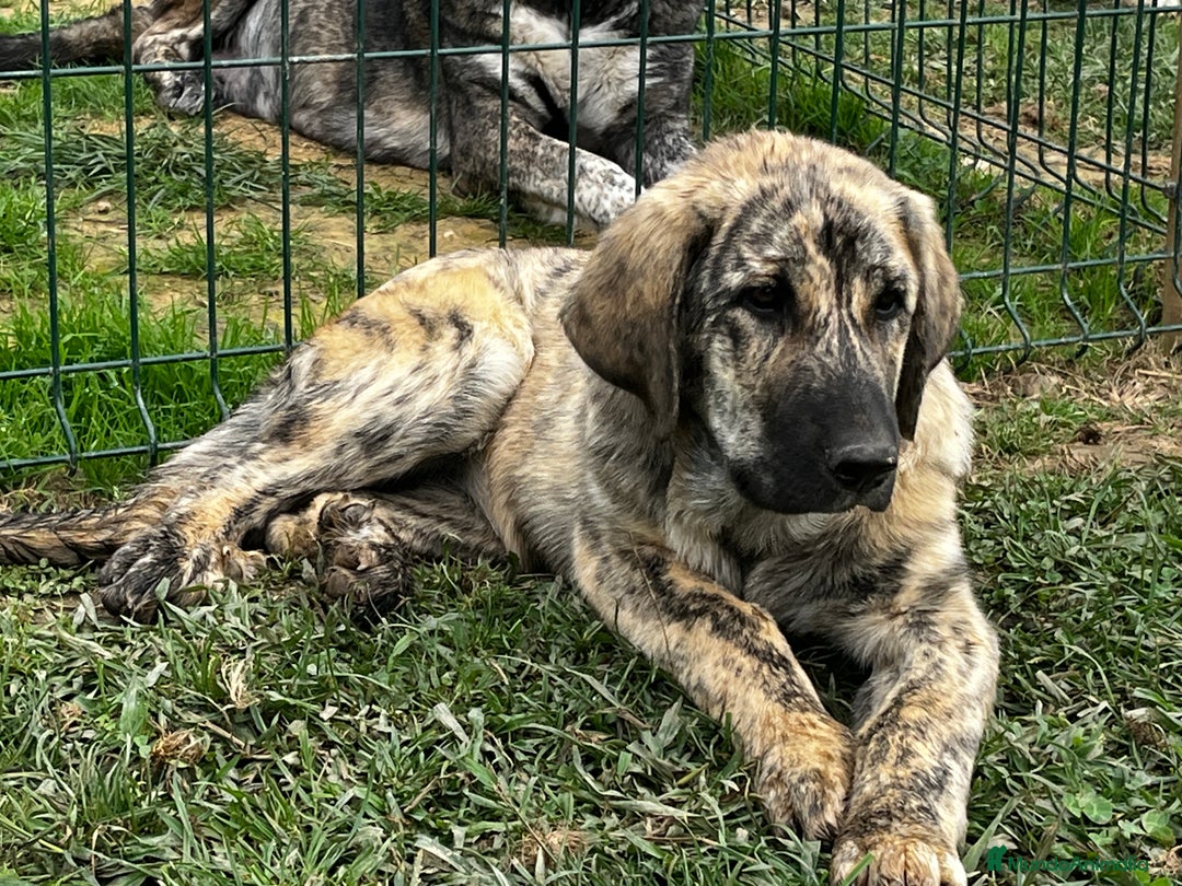 Mastín Español perros en venta: Mastín Español Tradicional Ganadero - Imagen 1
