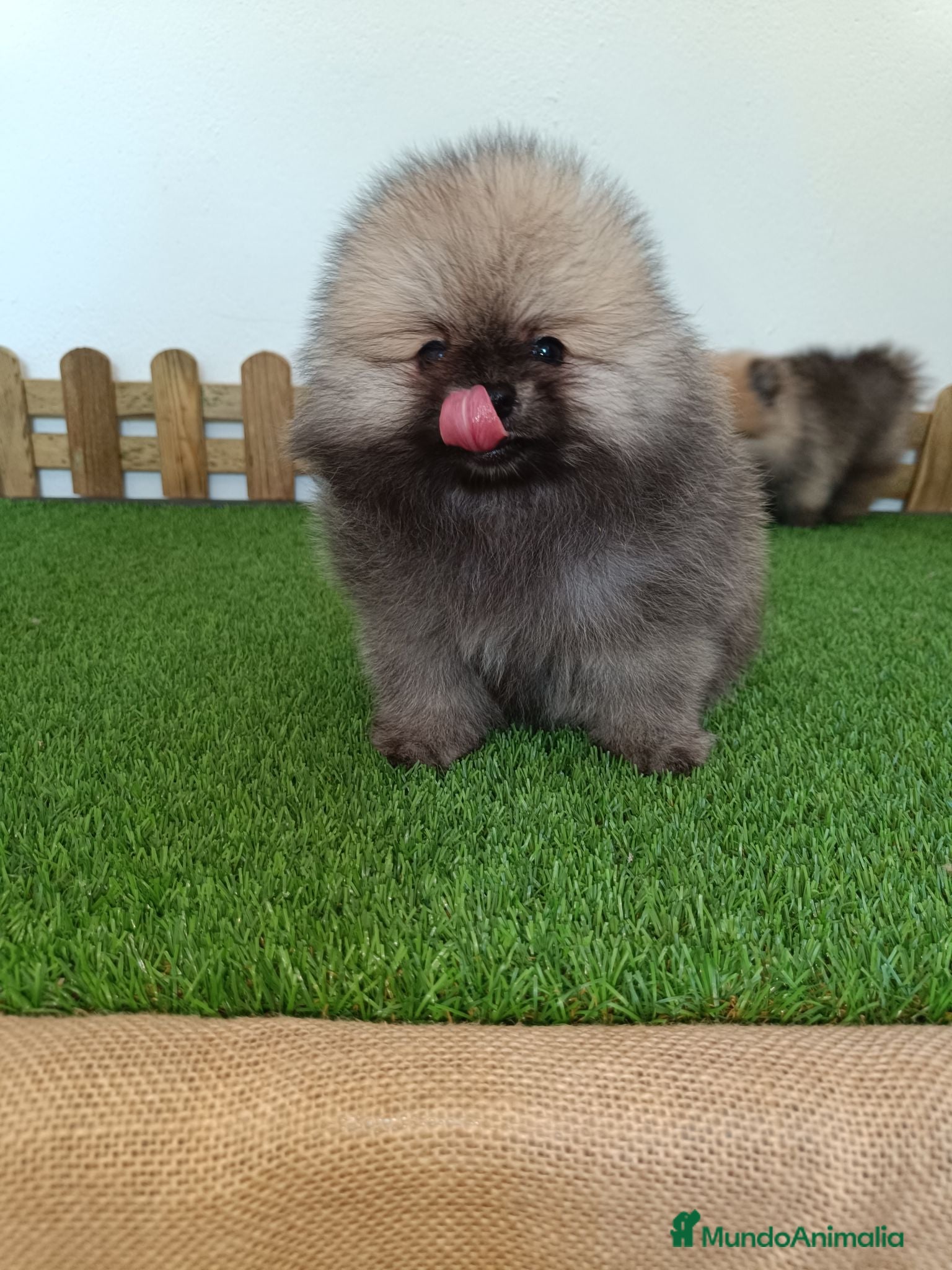Pomerania perros Pomerania hembra  - Anuncio 1