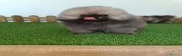 Pomerania perros en venta: Pomerania hembra  - Anuncio 1