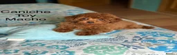 Caniche Toy perros en venta: Caniche toy asiáticos precioso y pequeñito !! - Anuncio 3