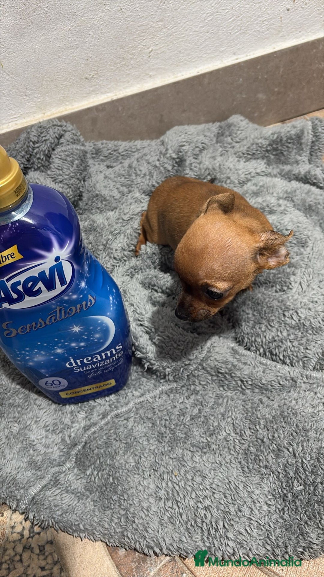 Chihuahua perros en venta: Chihuahua color ciervo  - Anuncio 4