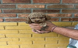 Caniche Toy perros en venta: Caniche toy - Imagen 3