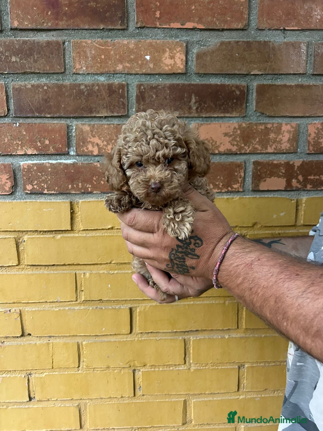 Caniche Toy perros en venta: Caniche toy - Imagen 3